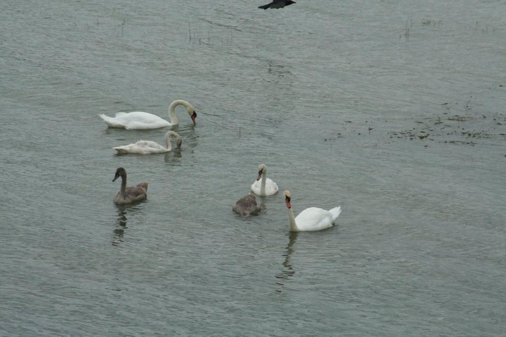 FRANCE, Haute Marne, Excursion au Lac du Der